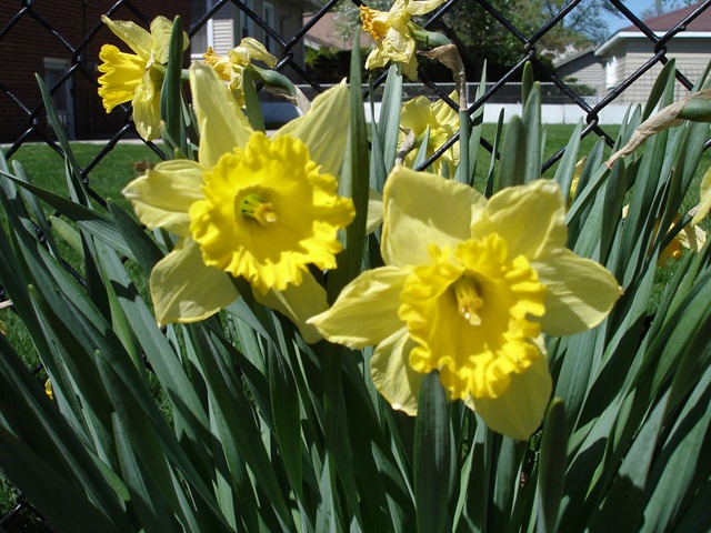 [daffodils[10].jpg]