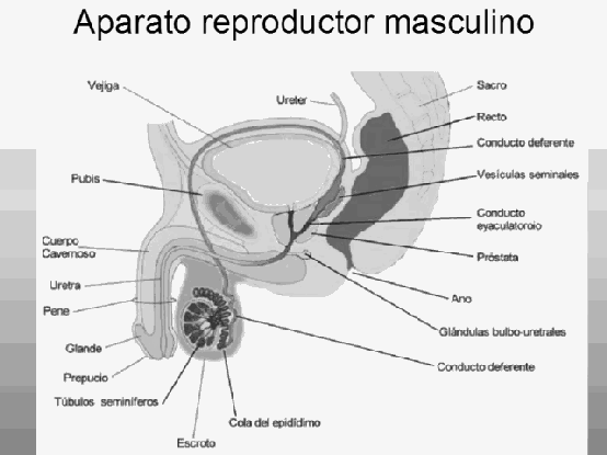 Aparato reproductor masculino para colorear