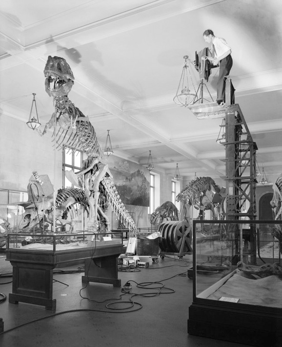 Exhibition Preparations at the American Museum of Natural History