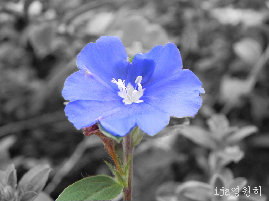 [blueflower[6].jpg]