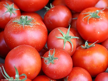 tomatoes1024