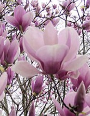 [magnolia-jane[3].jpg]