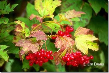 viburnum_opulus-notc viburnum_opulus-notc