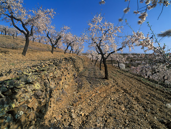 Ametllers i vinyes de Mas d'en Gil, DOQ Priorat, Bellmunt del Priorat, Priorat, Tarragona. 2005.03