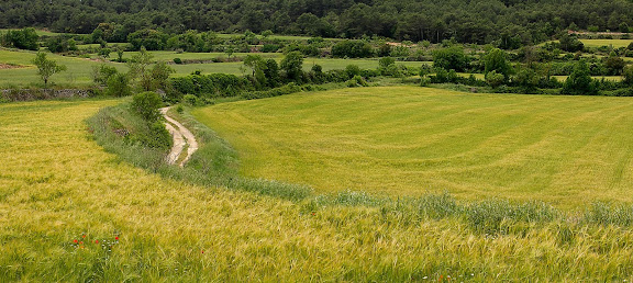 Camps de cereal a la primavera als voltants de Senan,Senan, Conca de Barberà, Tarragona