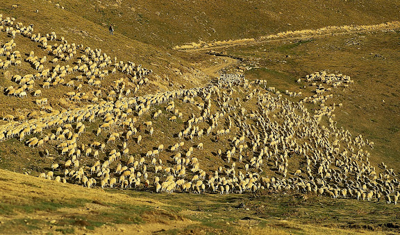 Ramat d'ovelles a les pastures de Llessuí a finals d'estiu, vall d'Àssua, Pirineu català,Sort, Pallars, Sobirà, Lleida2004.09