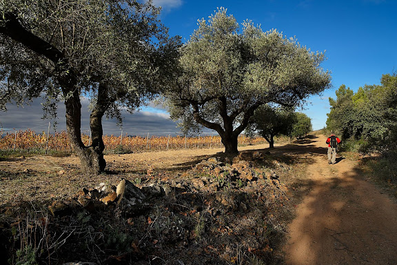 Camí del Mas de Cabaló. Vinyes de la  DOQ Priorat. El Molar, Priorat, Tarragona