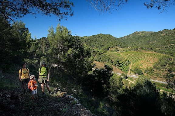 Antic camí ral de Falset a Gratallops, vinyes DOQ Priorat,  Gratallops, Priorat, Tarragona