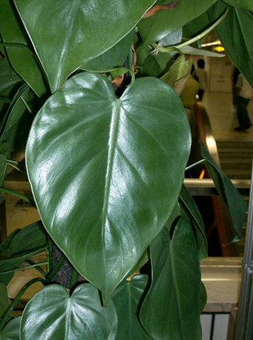 [Philodendron_scandens_subsp_oxycardium2[3].jpg]
