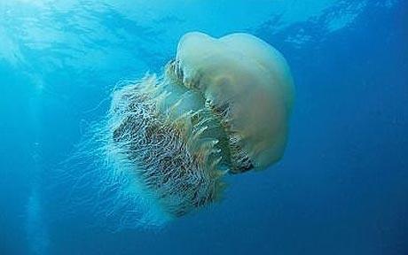 [Nomura_s-jellyfish_1514656c[2].jpg]