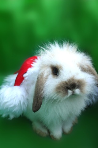 Christmas_bunny