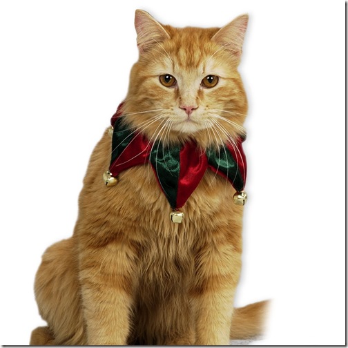 animales (4) Navidad,gato vestido duende