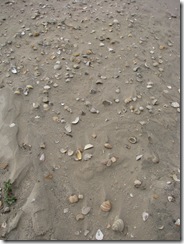 5081 Sea Shells in Sand South Padre Island Texas
