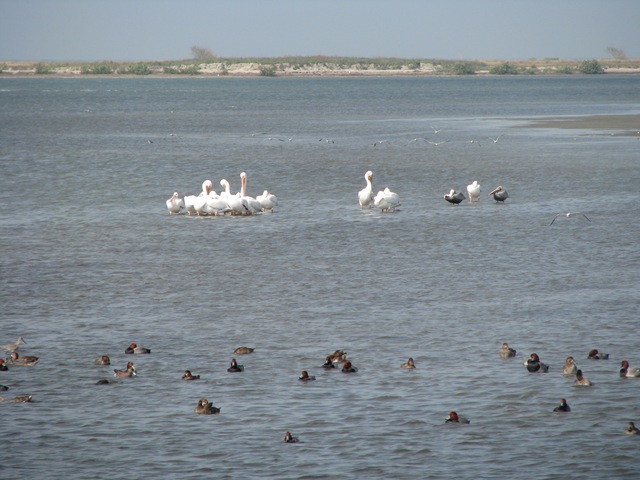 [5378 Ducks and White Pelicans on Nature Walk South Padre Island Texas[2].jpg]