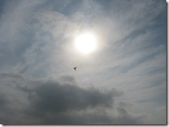 5459 Kite Flying South Padre Island Texas