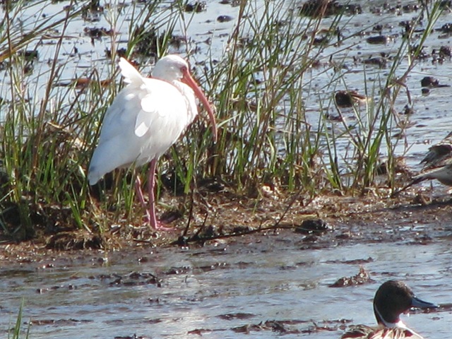 [5680 White Ibis South Padre Island Texas[2].jpg]