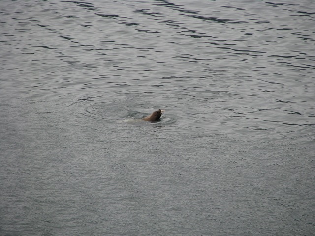 [4809 Seal in Harbour Sitka AK[2].jpg]