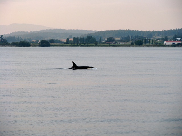[5002 Orca Whale Watching Victoria BC[2].jpg]