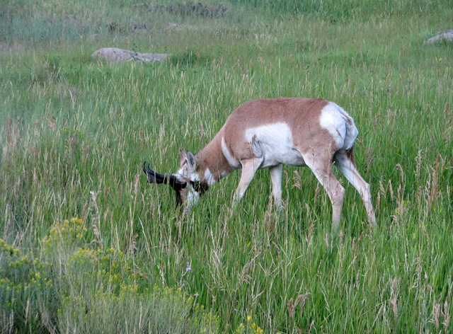 [5807 Pronghorn Antelope near Roosevelt Arch Yellowstone National Park[2].jpg]