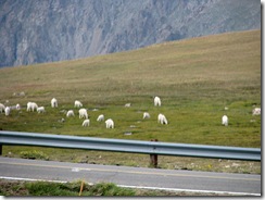 6032 Mountain Goats Beartooth Scenic Highway