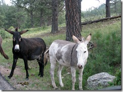 6455 Begging Donkeys on US 16A Peter Norbeck Scenic Byway Iron Mountain Road SD