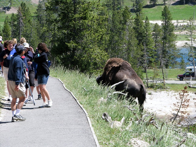 [9220 Bison on Pathway Mud Volcano Area YNP WY[2].jpg]