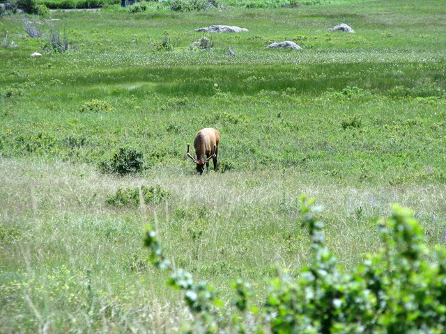 [8600 Elk on Bear Lake Road RMNP[2].jpg]