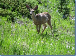 8677 Mule Deer Snowy Range Scenic Byway WY