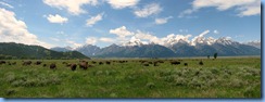 8856 Bison on Antelope Flats Rd. GTNP WY Stitch