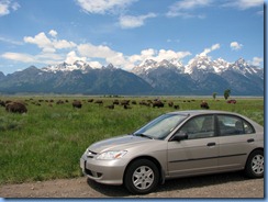 8861 Bison on Antelope Flats Rd. GTNP WY