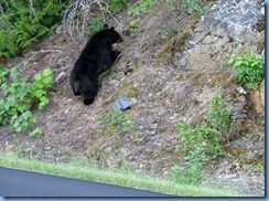 9442 Black Bear Going To The Sun Road GNP MT