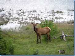 9941 Elk at  Jasper National Park AB