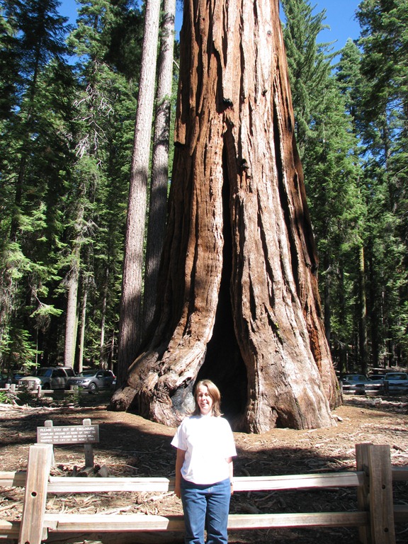[2168 Mariposa Grove Sequoia Trees YNP CA[3].jpg]