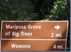 2166 Mariposa Grove Sequoia Trees YNP CA