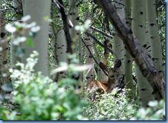 4509 Mule Deer Scenic Byway 12 UT