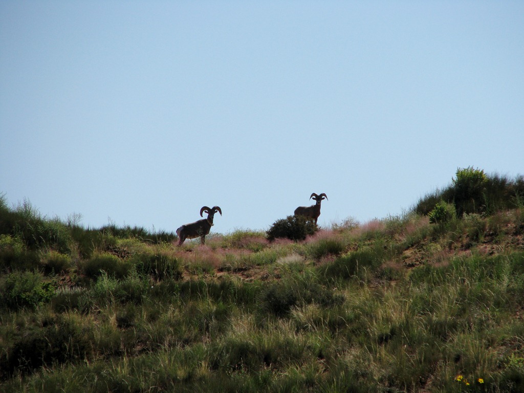 [5071 Big Horn Sheep Canyonlands National Park UT[3].jpg]