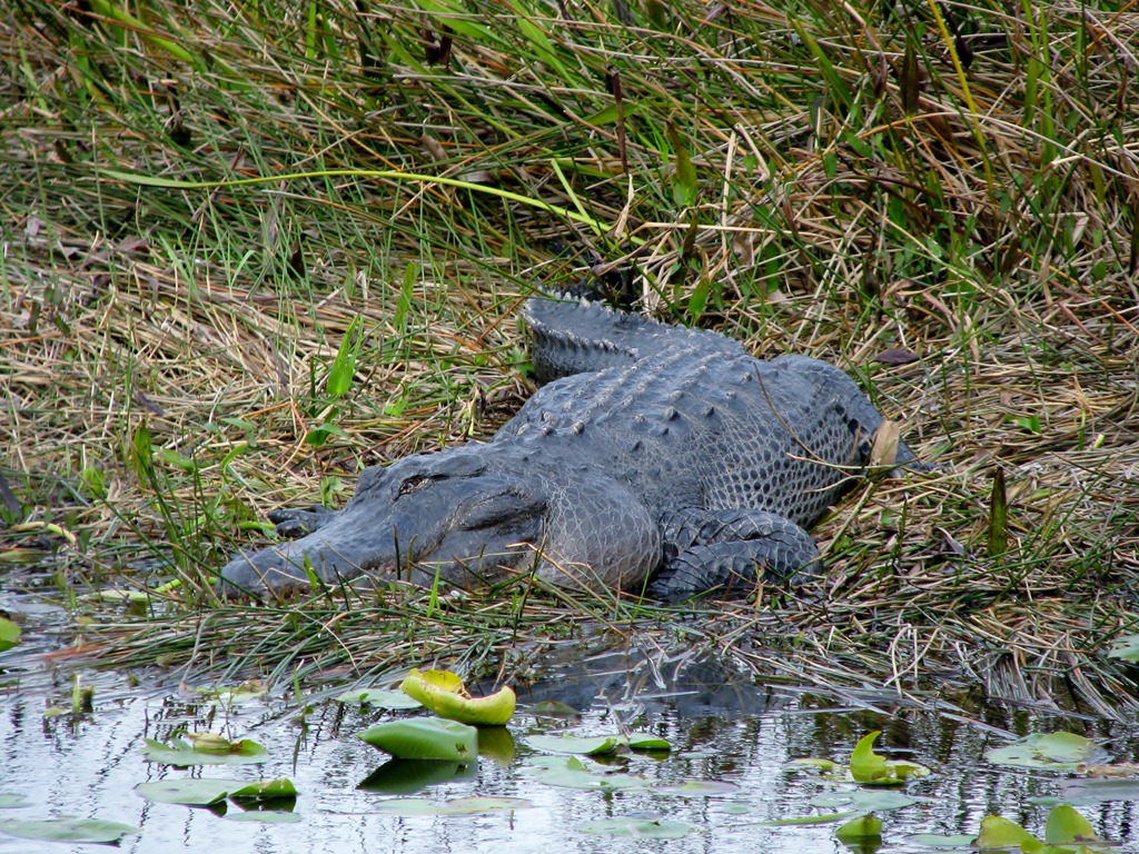 [7402 Everglades National Park FL- Royal Palm Anhinga Trail - alligator[3].jpg]