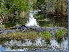 7424 Everglades National Park FL- Royal Palm Anhinga Trail - alligator