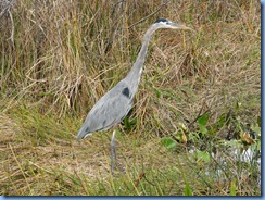 7405 Everglades National Park FL- Royal Palm Anhinga Trail - Great Blue Heron