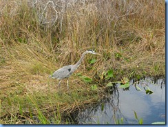 7406 Everglades National Park FL- Royal Palm Anhinga Trail - Great Blue Heron