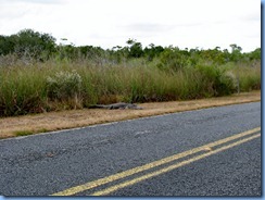 7465 Everglades National Park FL- Royal Palm Anhinga Trail - alligator beside road