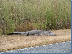 7464 Everglades National Park FL- Royal Palm Rd - alligator beside road