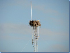 7474 Everglades National Park FL- Flamingo Visitor Center - Osprey nest