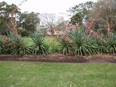 Walking through Hyde Park on our way to the Museum of Australia