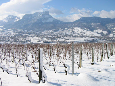 Fresh snow on the Chignin vineyards - view to Mont Granier