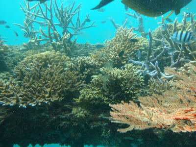 Fish, Great Barrier Reef