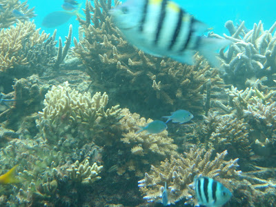 Fish, Great Barrier Reef