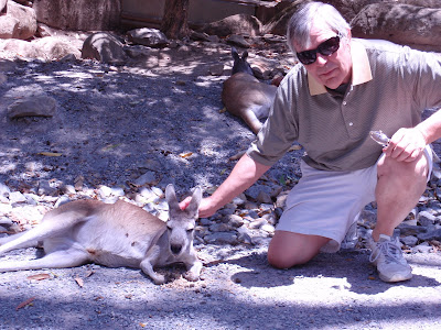 Kangaroo, Cairns Tropical Zoo
