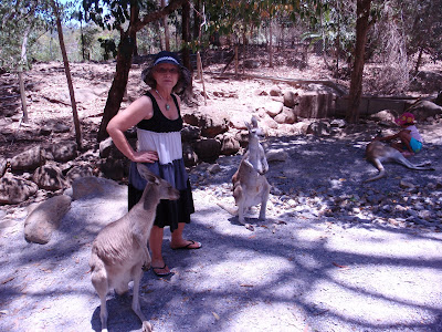 Kangaroos, Cairns Tropical Zoo