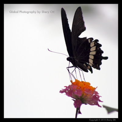 Butterfly, Viang Vieng, Laos